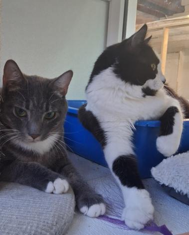 Olly & Ovi, ADOPTABLE, Young Female Domestic Short Hair.