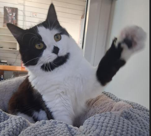 Enlarge Olly & Ovi, a ADOPTABLE Domestic Short Hair in Courtenay, BC image 2/6