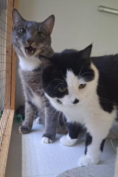 Enlarge Olly & Ovi, a ADOPTABLE Domestic Short Hair in Courtenay, BC image 4/6
