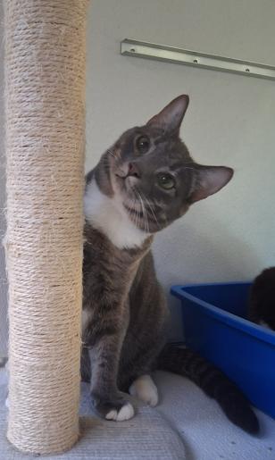 Enlarge Olly & Ovi, a ADOPTABLE Domestic Short Hair in Courtenay, BC image 3/6