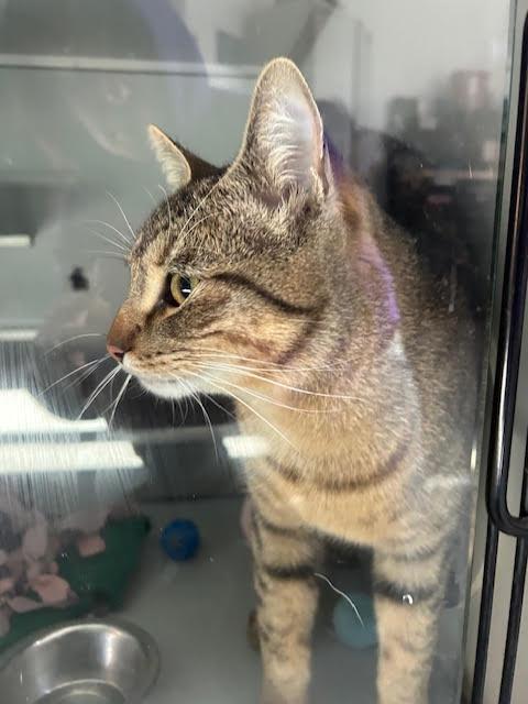 Samson, Adoptable, Adult Male Domestic Short Hair.