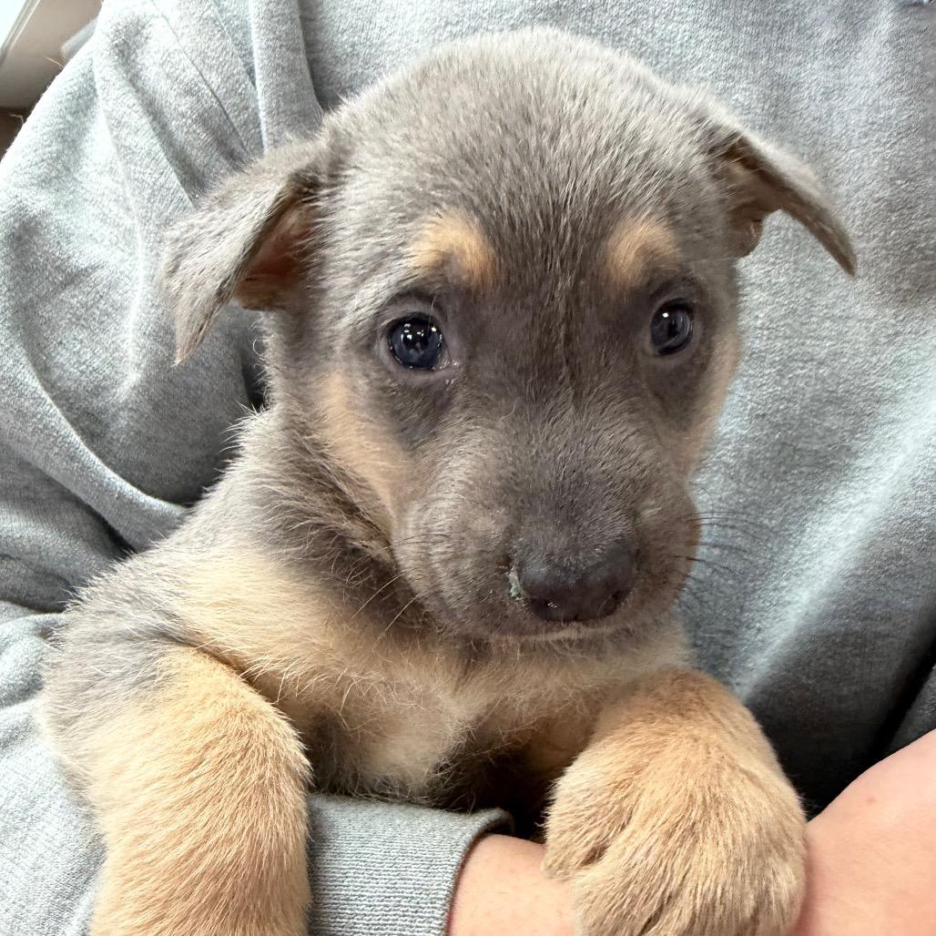 Sahara, Adoptable, Puppy Female German Shepherd Dog.