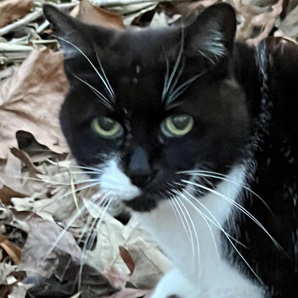Enlarge Koroleva - Feral, a Adoptable Domestic Short Hair in ATOKA, TN image 1/1