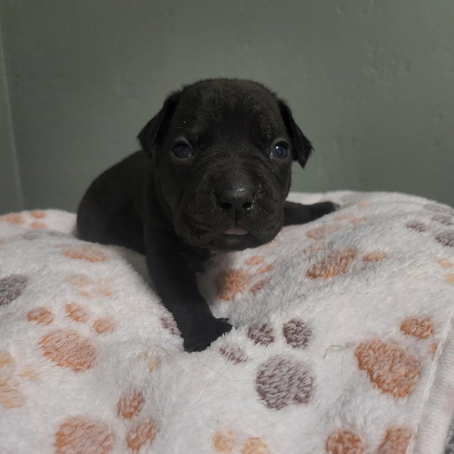 Enlarge Rafferty, a Adoptable mixed breed in Brentwood, CA image 2/2
