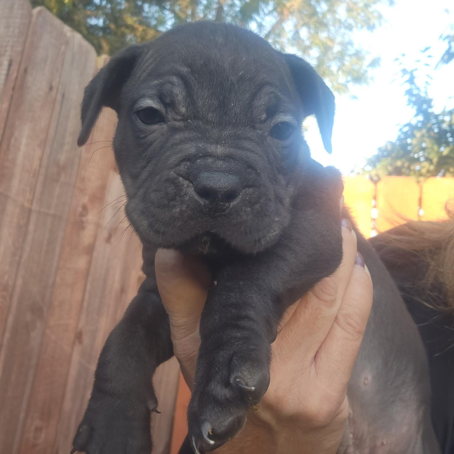 Enlarge Rafferty, a Adoptable mixed breed in Brentwood, CA image 1/2