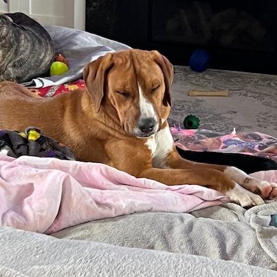 Vincent, Adoptable, Young Male Hound.