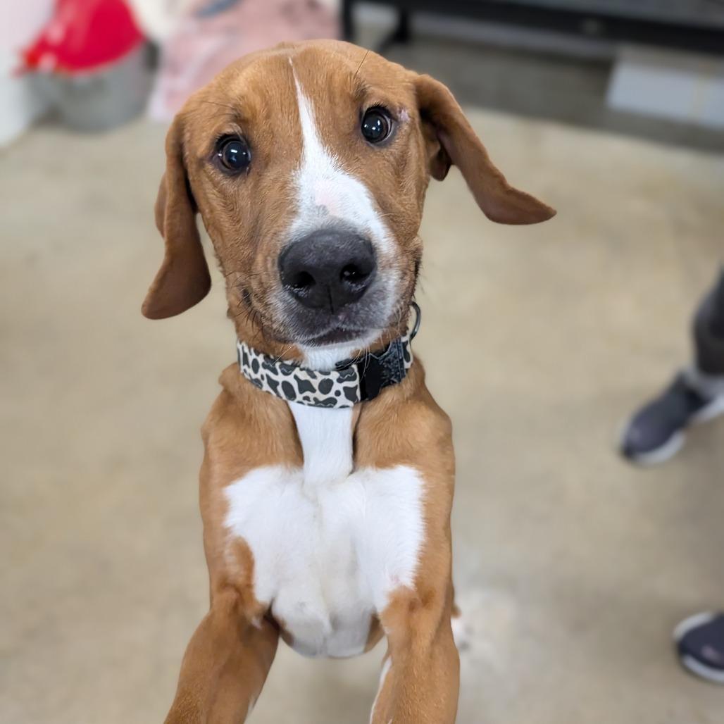 Enlarge Vincent, a Adoptable Hound in Jasper, IN image 2/6