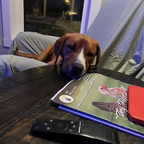 Enlarge Vincent, a Adoptable Hound in Jasper, IN image 3/6