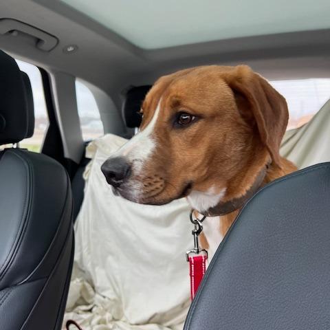 Enlarge Vincent, a Adoptable Hound in Jasper, IN image 4/6