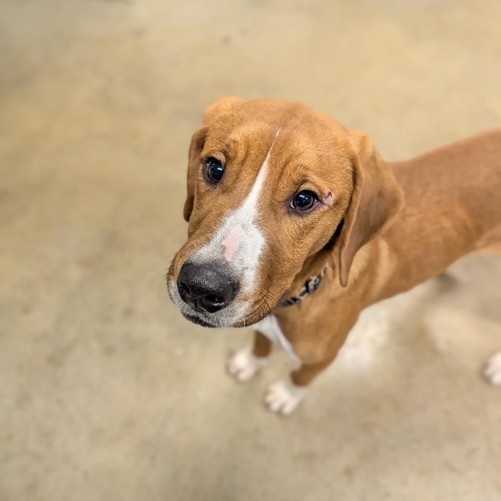 Enlarge Vincent, a Adoptable Hound in Jasper, IN image 5/6