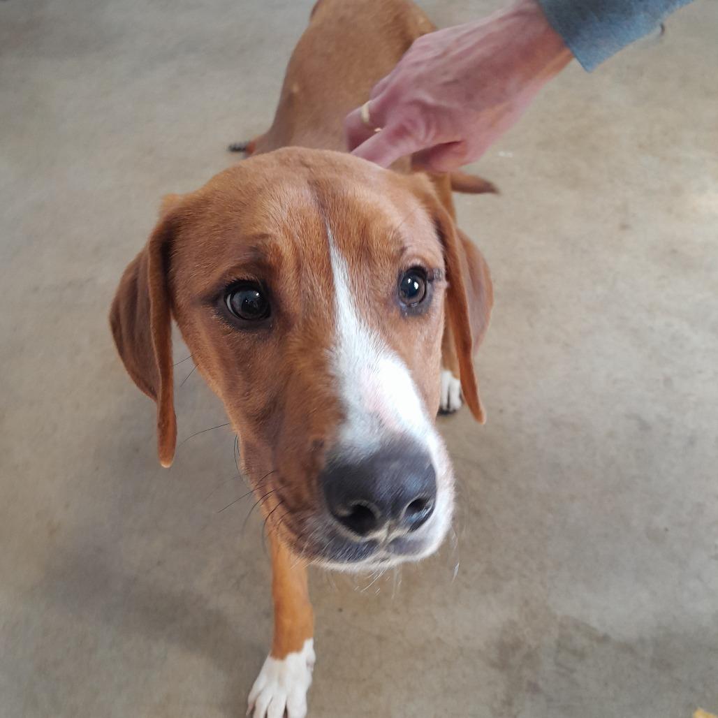 Vincent, Adoptable, Young Male Hound.