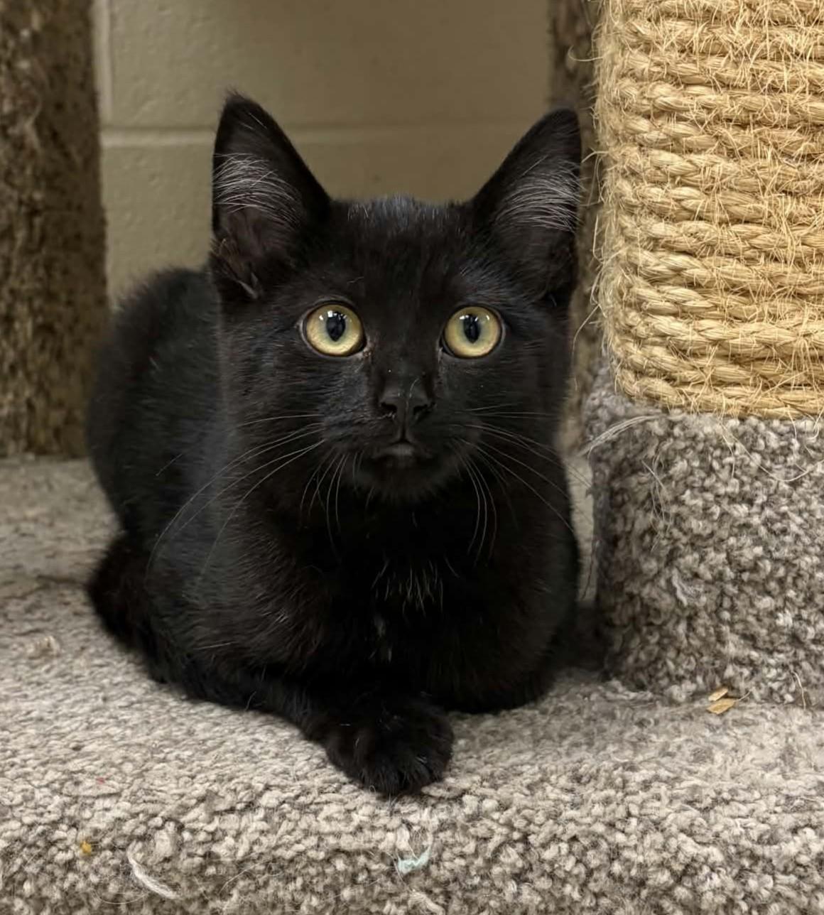 Prune, Adopted, Young Male Domestic Medium Hair.