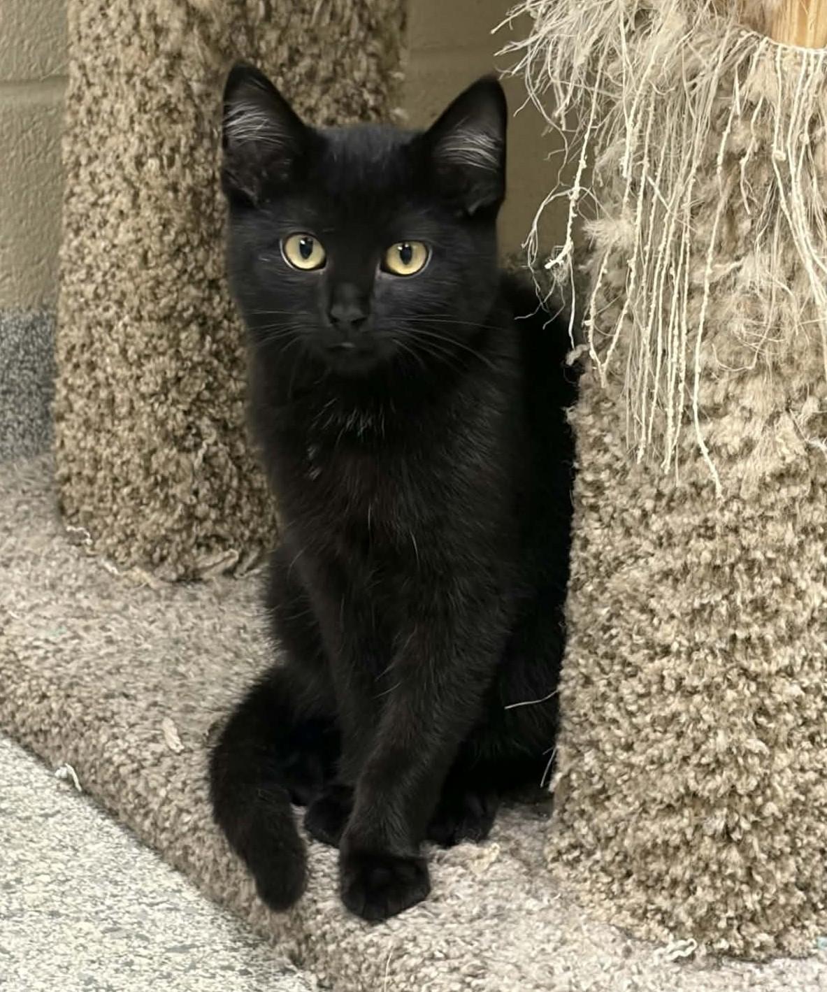 Enlarge Prune, a Adopted Domestic Medium Hair in Valparaiso, IN image 2/2