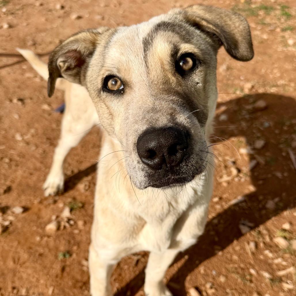 Shipley, Adoptable, Young Male Mixed Breed.