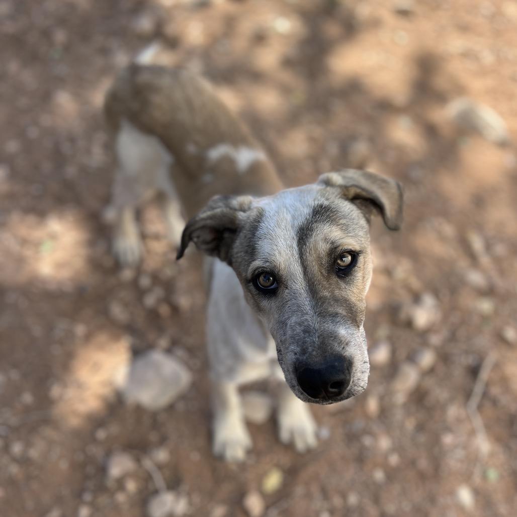 Shipley, a Adoptable Mixed Breed in Moab, UT image 1/6