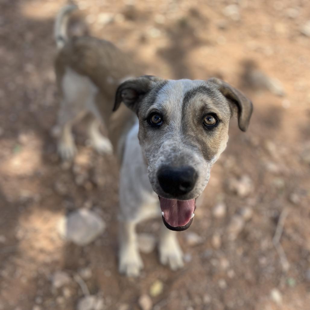 Shipley, a Adoptable Mixed Breed in Moab, UT image 2/6