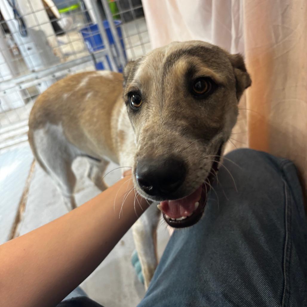 Shipley, a Adoptable Mixed Breed in Moab, UT image 3/6