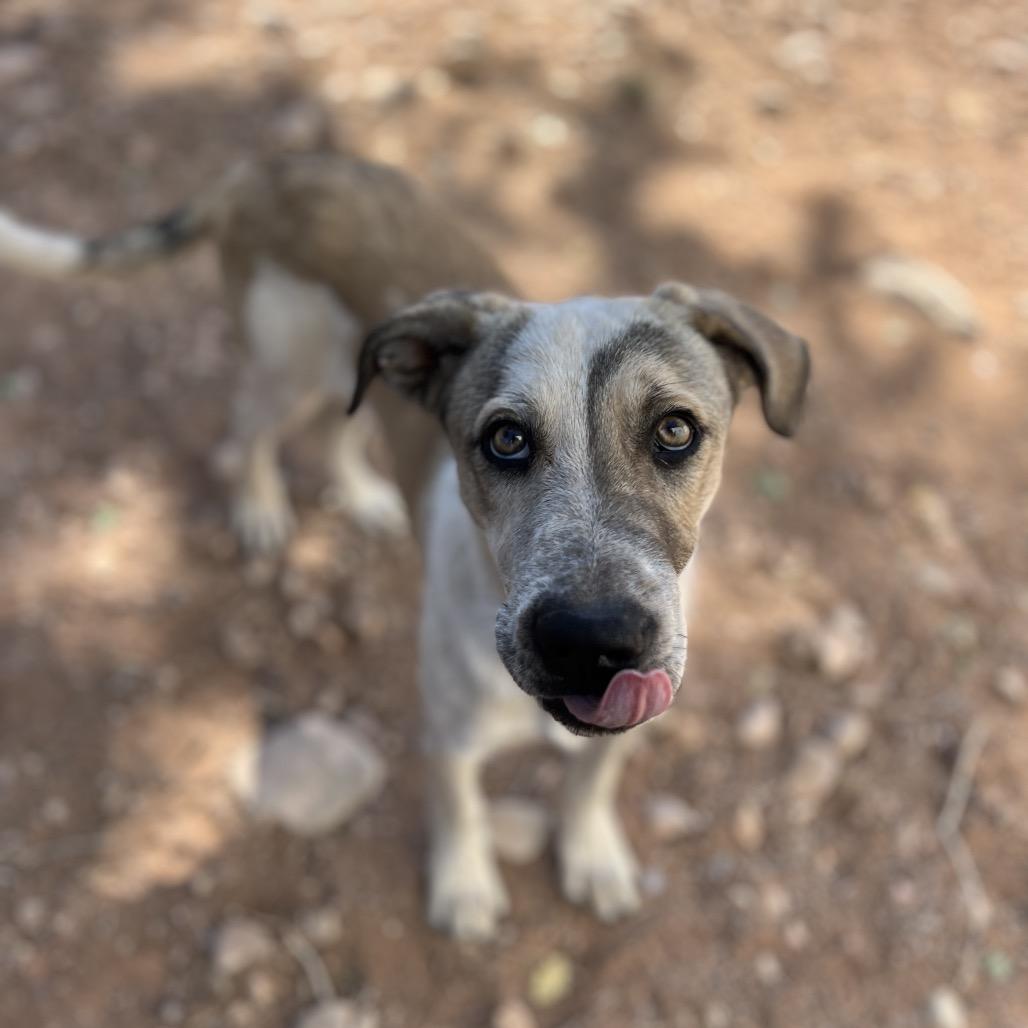 Shipley, a Adoptable Mixed Breed in Moab, UT image 4/6