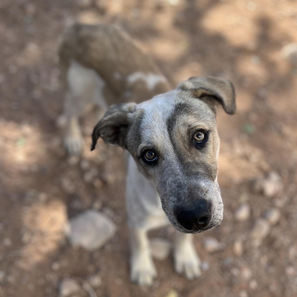 Shipley, a Adoptable Mixed Breed in Moab, UT image 5/6