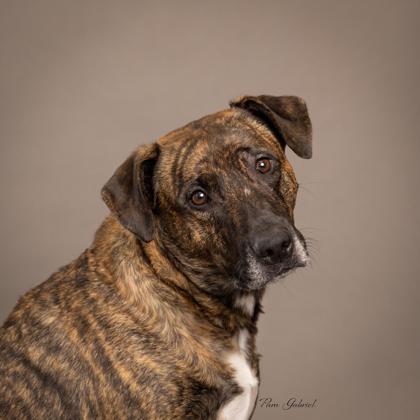 Rex, Adoptable, Adult Male Mixed Breed & Mixed Breed.