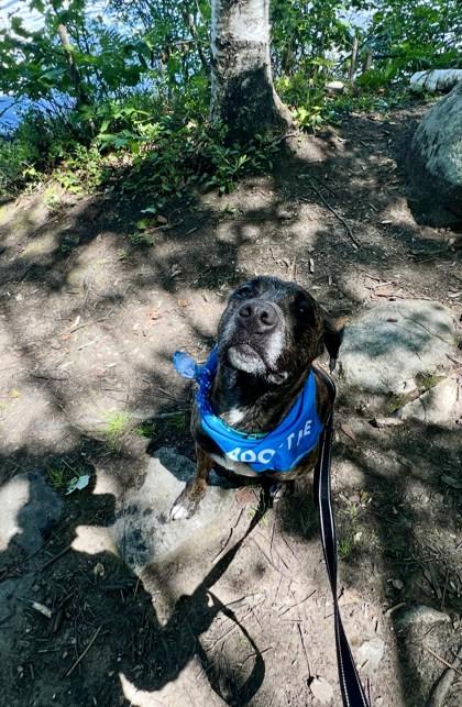 Rex, Adoptable, Adult Male Mixed Breed & Mixed Breed.