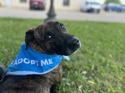 Rex, Adoptable, Adult Male Mixed Breed & Mixed Breed.