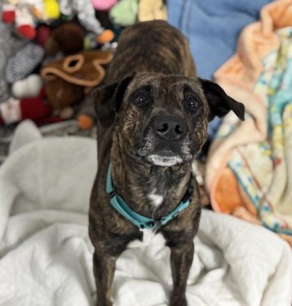 Rex, Adoptable, Adult Male Mixed Breed & Mixed Breed.