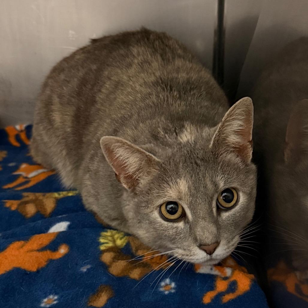 Prisilla, Adoptable, Adult Female Domestic Short Hair.