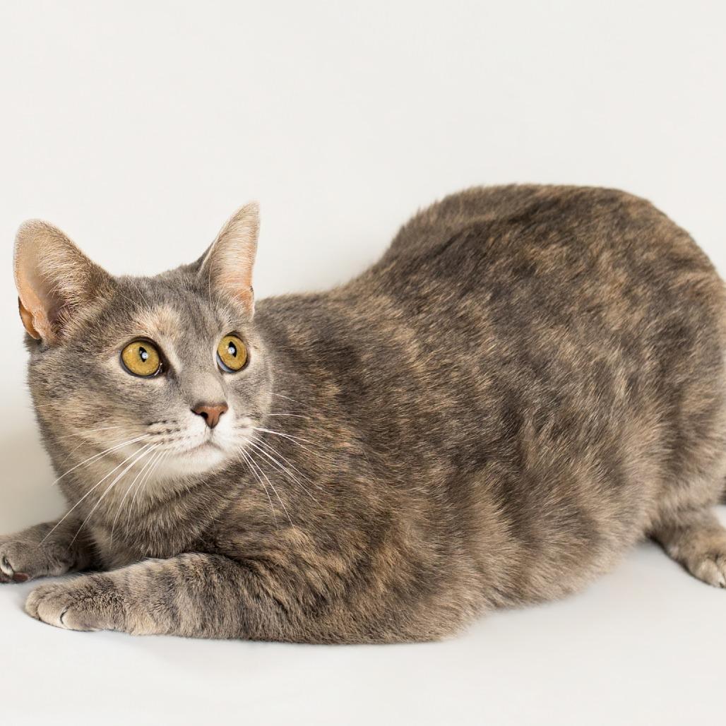 Prisilla, Adoptable, Adult Female Domestic Short Hair.