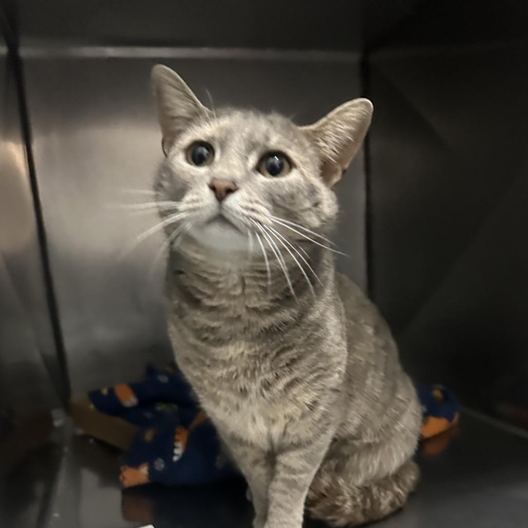 Enlarge Prisilla, a Adoptable Domestic Short Hair in Troy, VA image 2/6