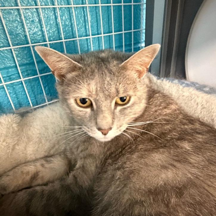 Enlarge Prisilla, a Adoptable Domestic Short Hair in Troy, VA image 4/6
