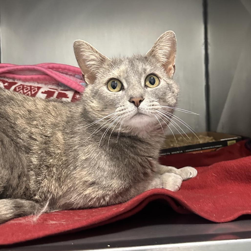 Enlarge Prisilla, a Adoptable Domestic Short Hair in Troy, VA image 2/6