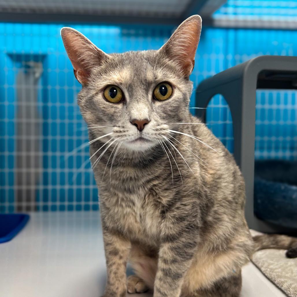 Enlarge Prisilla, a Adoptable Domestic Short Hair in Troy, VA image 3/6