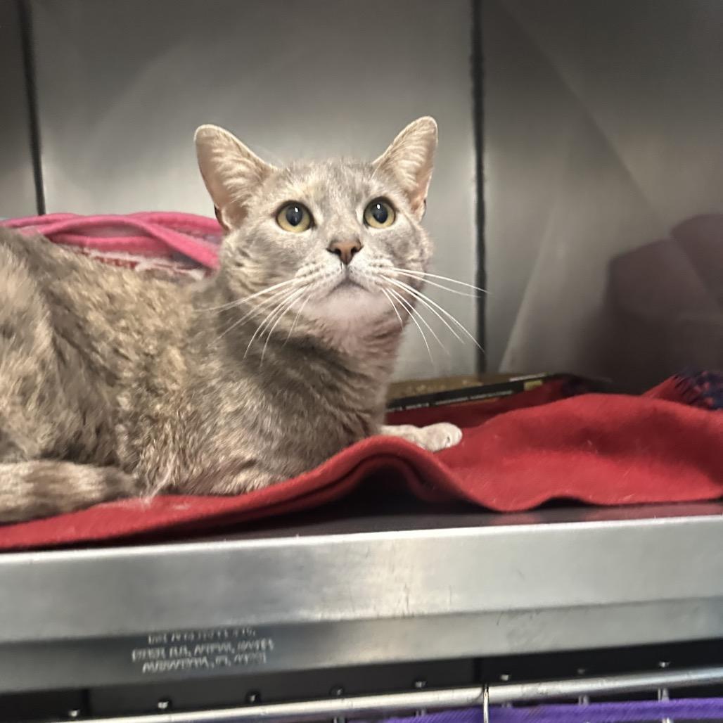 Enlarge Prisilla, a Adoptable Domestic Short Hair in Troy, VA image 5/6