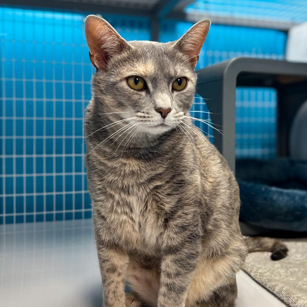 Enlarge Prisilla, a Adoptable Domestic Short Hair in Troy, VA image 5/6