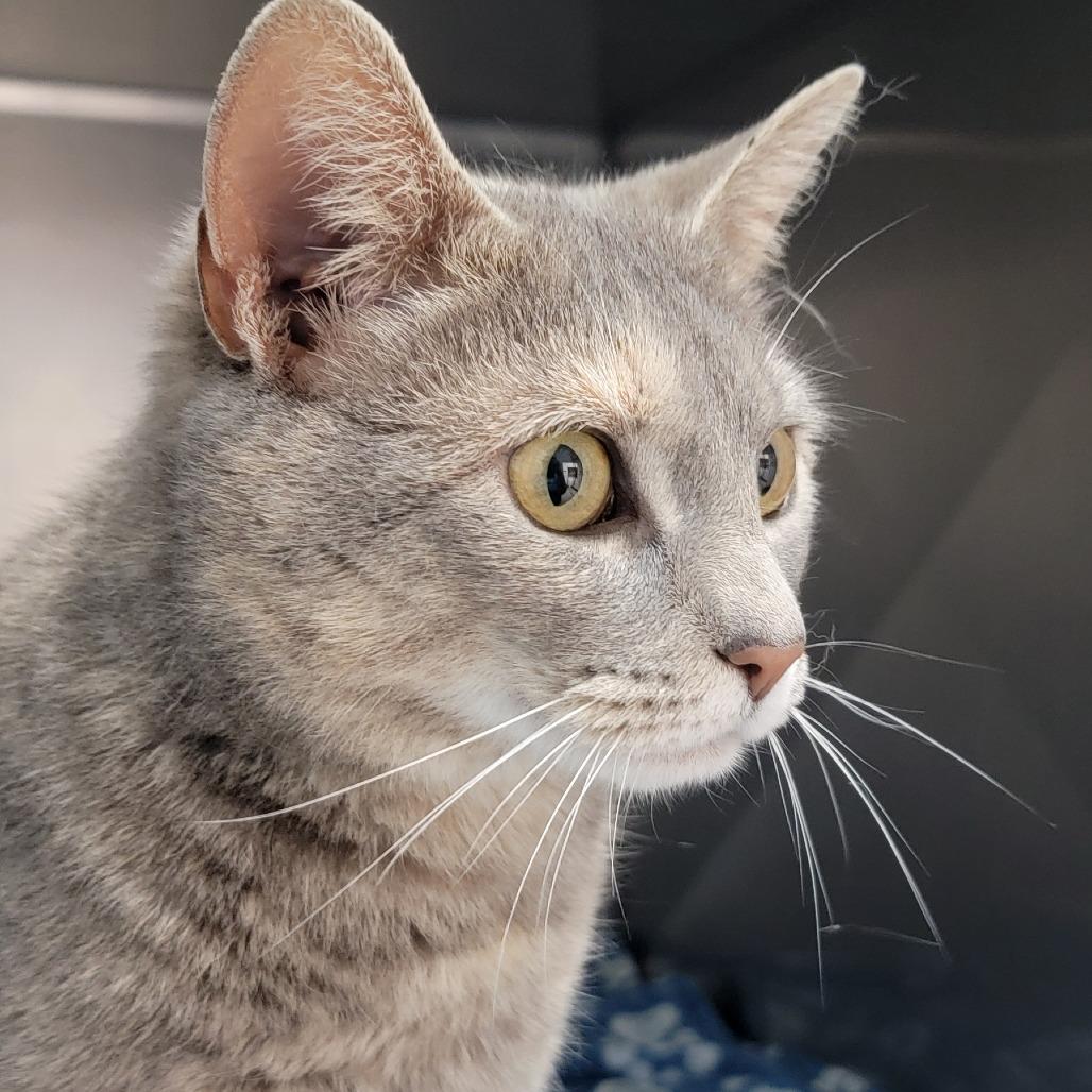 Enlarge Prisilla, a Adoptable Domestic Short Hair in Troy, VA image 6/6