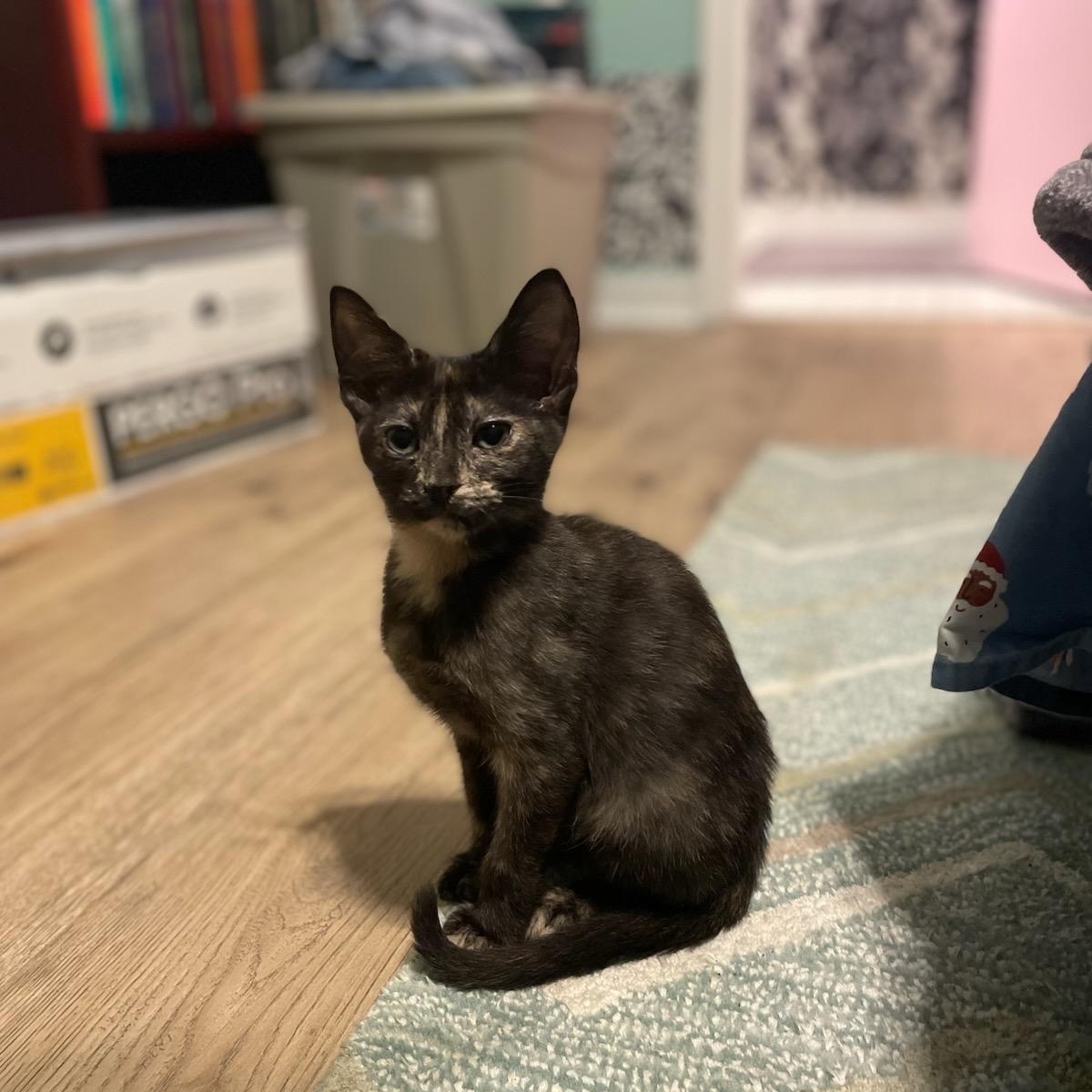 Angelica, ADOPTABLE, Kitten Female Domestic Short Hair.