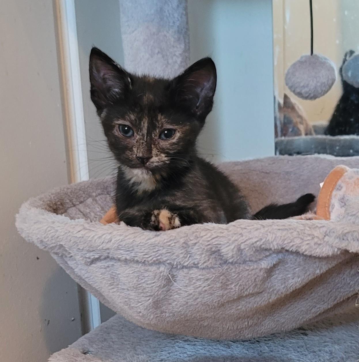 Enlarge Angelica (Angie), a ADOPTABLE mixed breed in Orlando, FL image 2/3