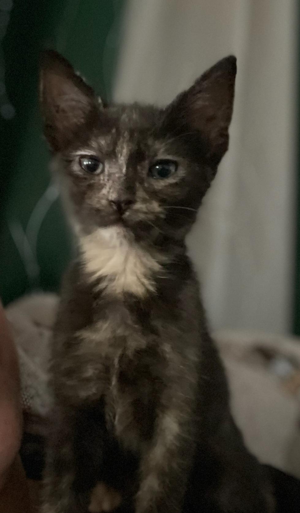 Enlarge Angelica (Angie), a ADOPTABLE mixed breed in Orlando, FL image 3/3