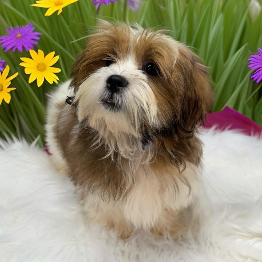 Enlarge Joe, a ADOPTABLE Shih Tzu in Mahopac, NY image 2/5