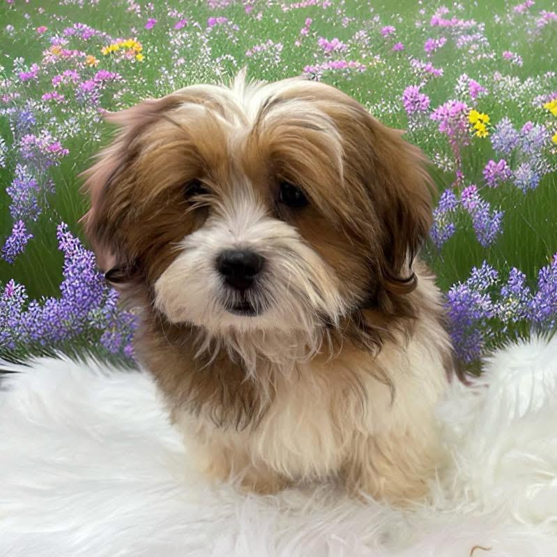 Enlarge Joe, a ADOPTABLE Shih Tzu in Mahopac, NY image 3/5