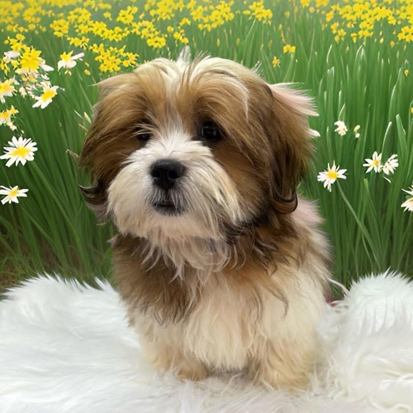 Enlarge Joe, a ADOPTABLE Shih Tzu in Mahopac, NY image 4/5