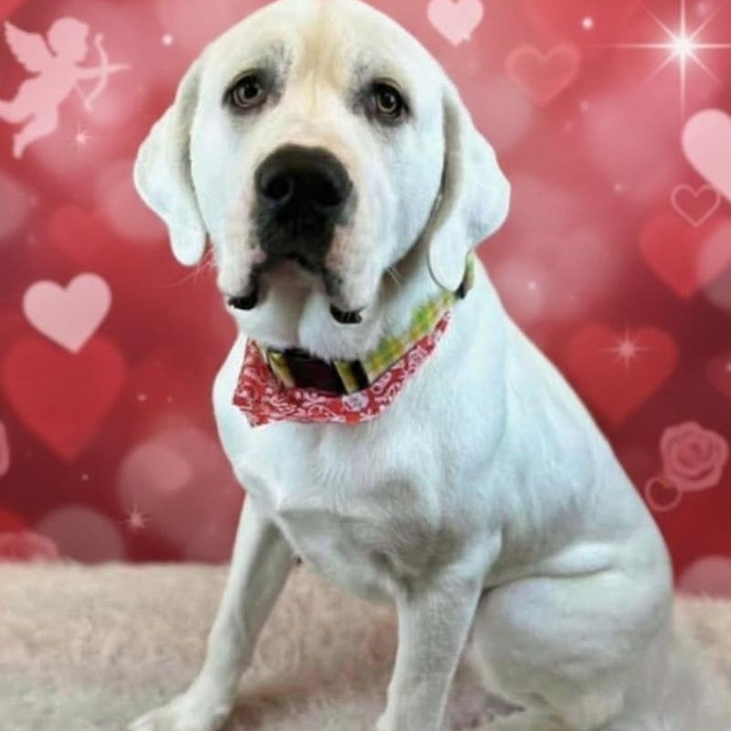 Enlarge Casper , an adopted mixed breed in Minooka, IL image 1/2