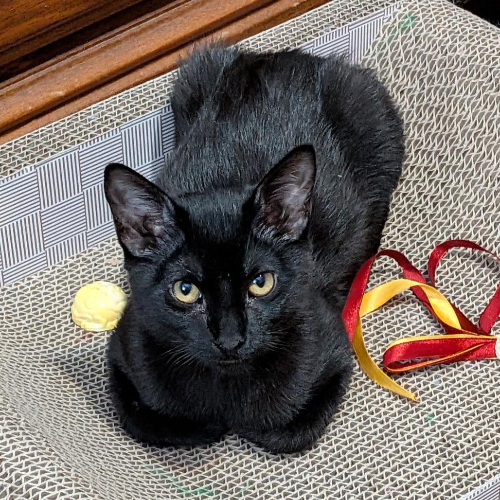 Tigris, Adoptable, Young Female Domestic Short Hair.