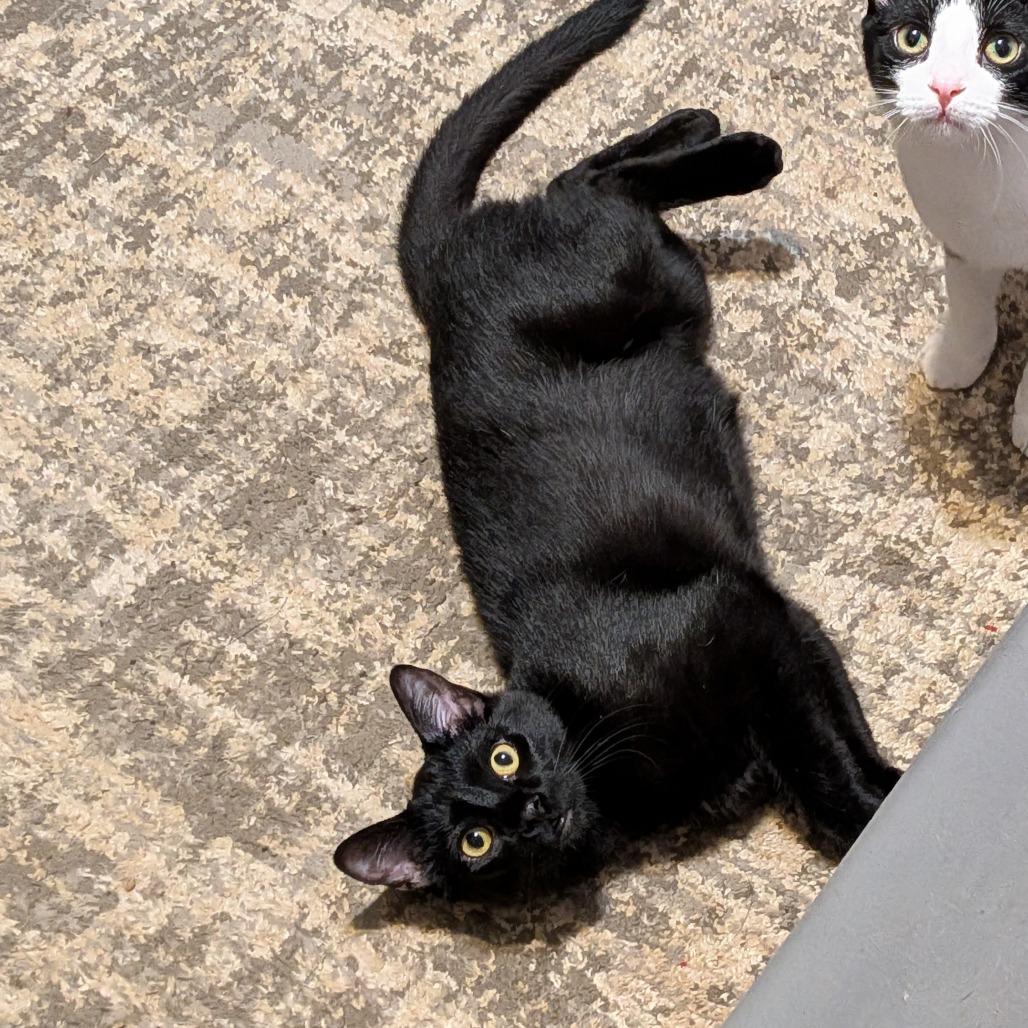 Tigris, a Adoptable Domestic Short Hair in Lake Jackson, TX image 2/5