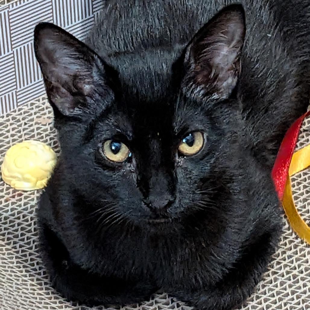 Tigris, a Adoptable Domestic Short Hair in Lake Jackson, TX image 4/5