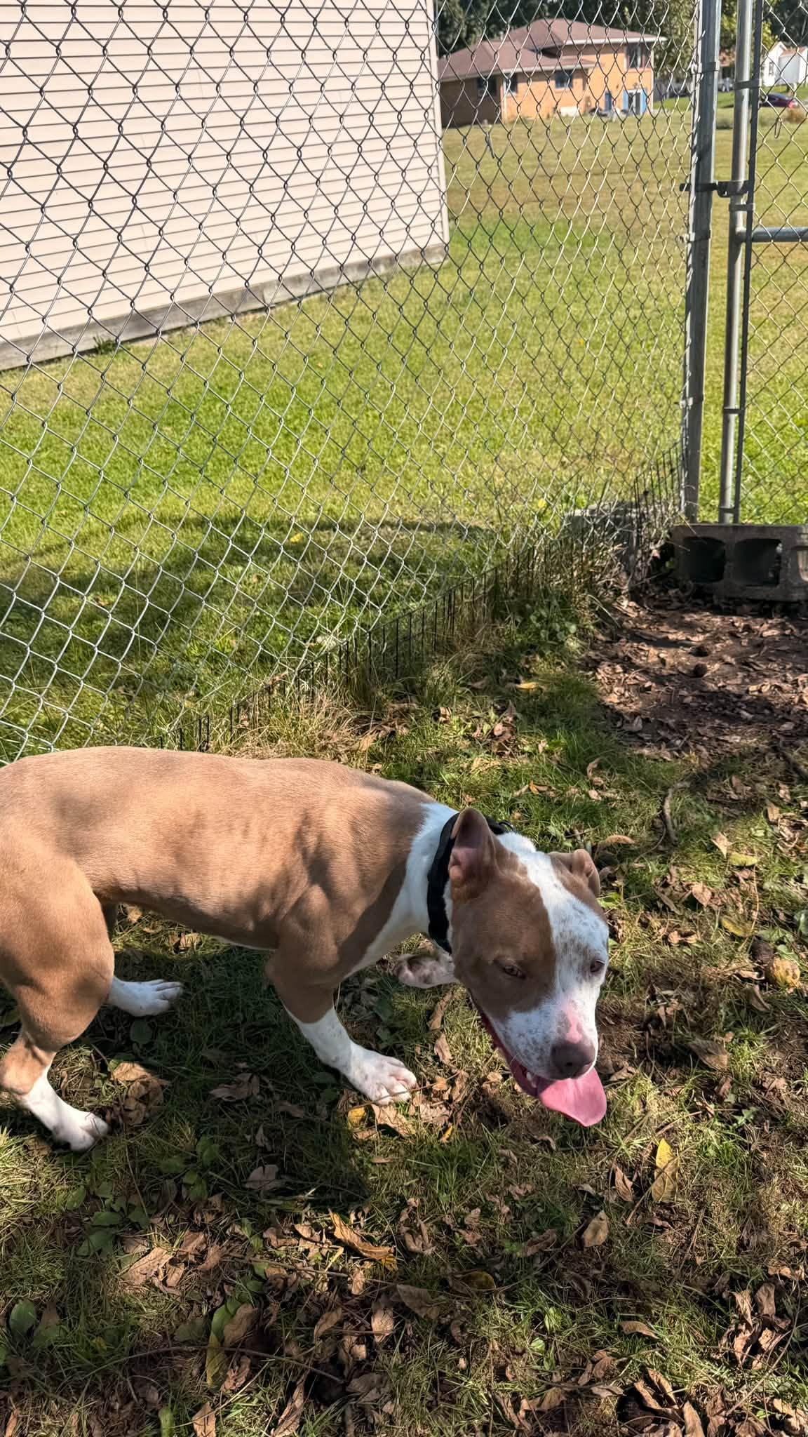 Enlarge Dottie, a Adoptable Pit Bull Terrier in Fort Madison, IA image 5/5