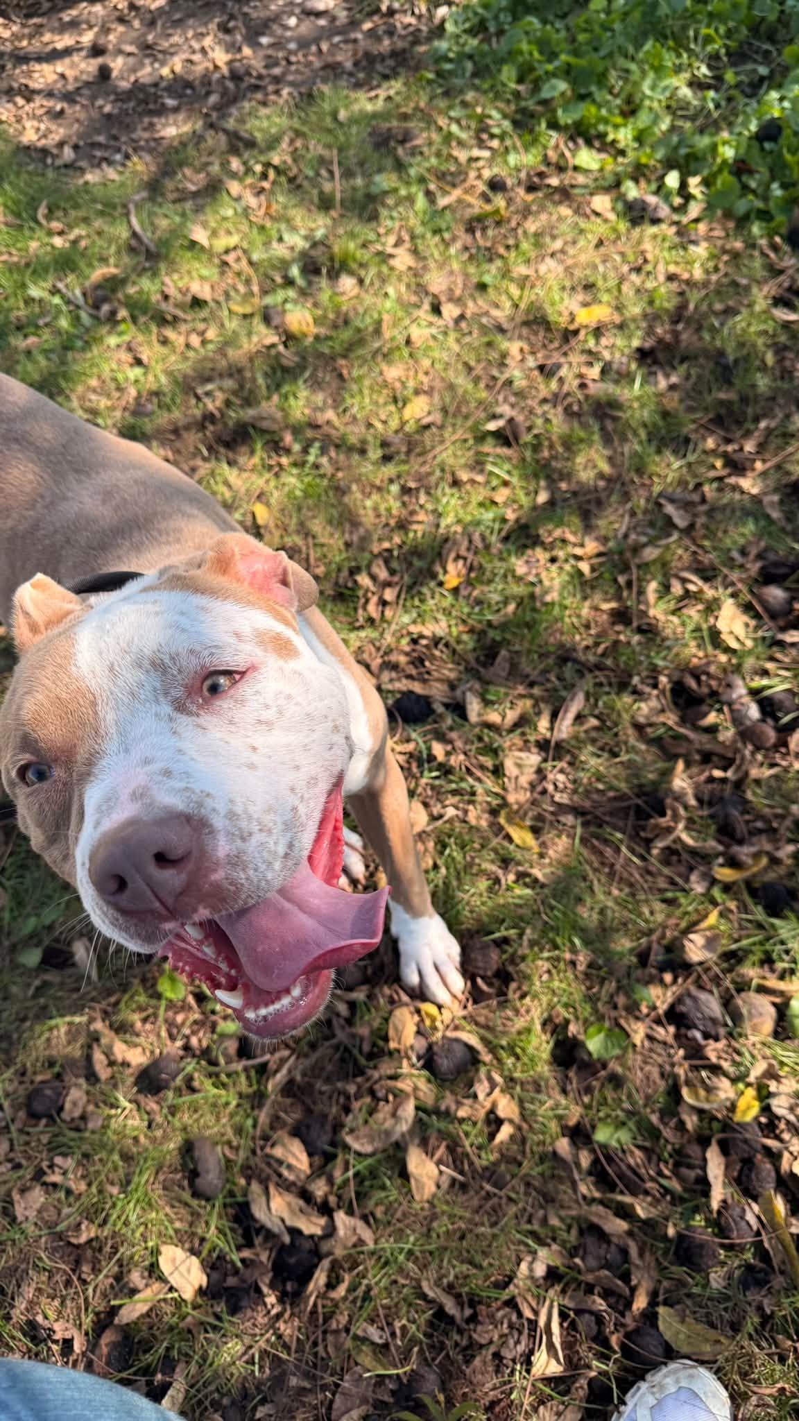 Enlarge Dottie, a Adoptable Pit Bull Terrier in Fort Madison, IA image 1/5