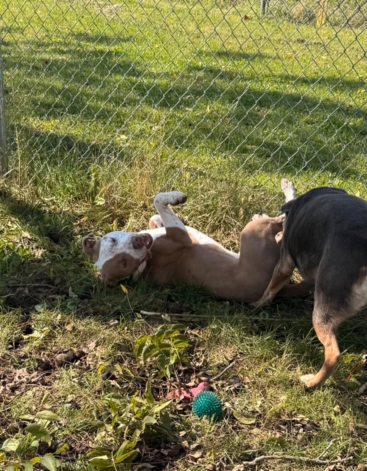 Enlarge Dottie, a Adoptable Pit Bull Terrier in Fort Madison, IA image 2/5
