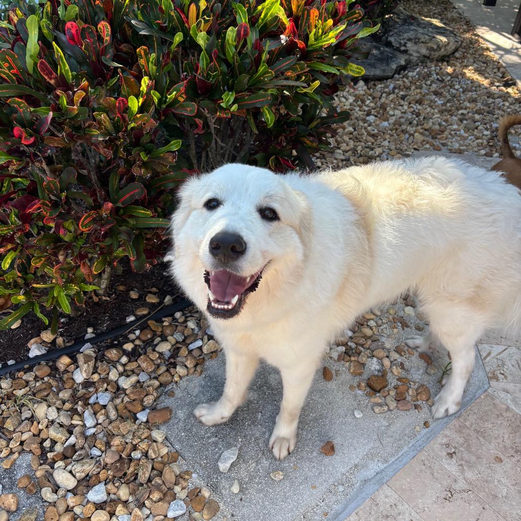 Yeti, an adopted Great Pyrenees in Lauderhill, FL image 3/4